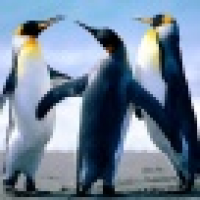 植发星梦风儿9668