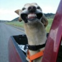 植发星景洋河边