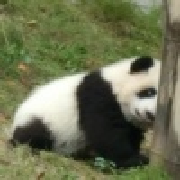 植发星木兮00415