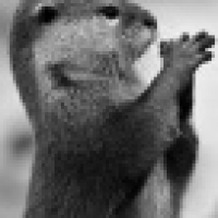 植发星沉默小坏TA75