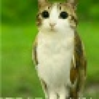 植发星最爱华冰