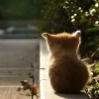 植发星汐子丶241