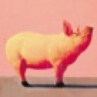 植发星加菲14日360