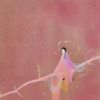 植发星屩舚1R馞p