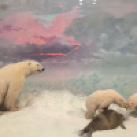 植发星山东驴能293