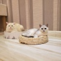 植发星梁小姐23