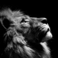 植发星树袋熊只是胖