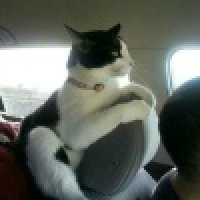 植发星小牙签128