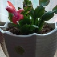 植发星枫少也疯狂