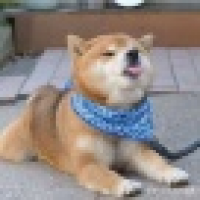 植发星春天玉米918