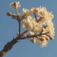 植发星清风儿小0287