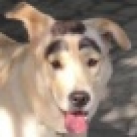 植发星淡定°RH97CO