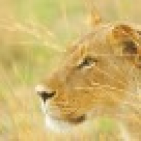 植发星浮生梦魇HGB