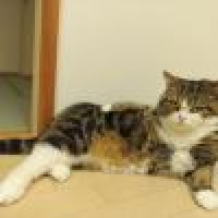 植发星排烟气解决方案