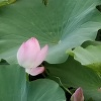 植发星炸鸡和啤酒222