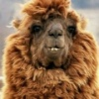 植发星犬夜叉LCH