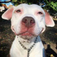 植发星枫岛LO0155