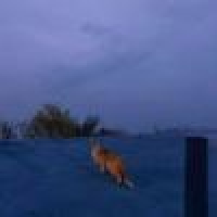 植发星灬花仔70