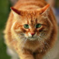 植发星受不鸟0281