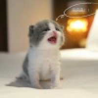 植发星彼岸之恋°53