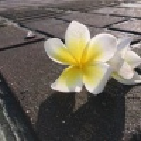 植发星李眼红317