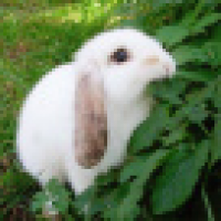 植发星温柔_355訏