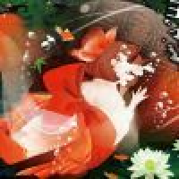 植发星灰公子9b