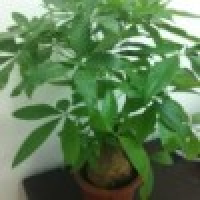 植发星夏了夏了8548