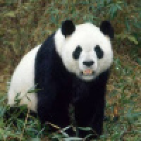 植发星涛涛浌襅37g