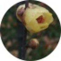 植发星心与心的感应0