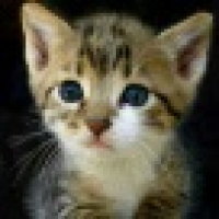 植发星水淀粉酶