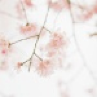 植发星世事依然