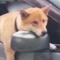 植发星浅浅丶夏季