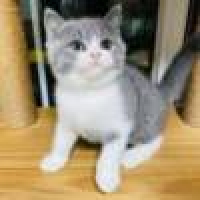 植发星小虎子哥哥的家