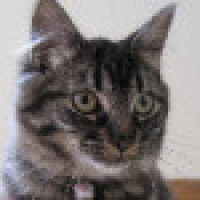 植发星知道百科大拇指