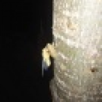 植发星孤单成影縄c