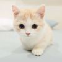 植发星空虚白白