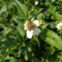 植发星无敌小锤锤啊