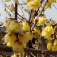 植发星时夏DV85GW