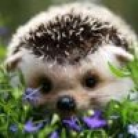 植发星涵秋鸭凹38