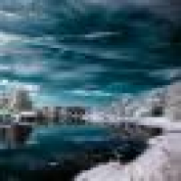 植发星美丽成林