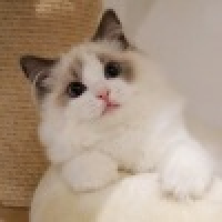 植发星比你呆PT