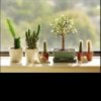 植发星小晴天与小月亮