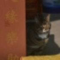 植发星布美男0255