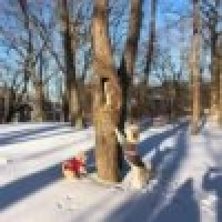 植发星扬眉吐气双鱼