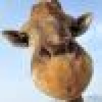 植发星淡淡浅棕