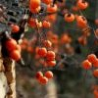 植发星脸庞灿烂的笑容