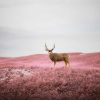 植发星生日快乐893579