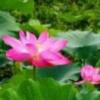 植发星纪野滩斩