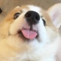 植发星花团锦簇18